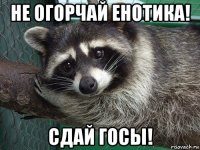 не огорчай енотика! сдай госы!
