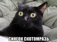  синеок скотомразь