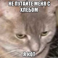 не путайте меня с хлебом я кот