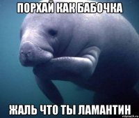 порхай как бабочка жаль что ты ламантин