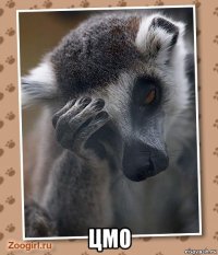 цмо