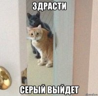 здрасти серый выйдет