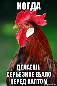когда делаешь серьезное ебало перед каптом