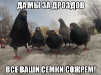 да мы за дроздов все ваши семки сожрем!