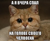 а я вчера спал на голове своего челвоека