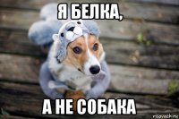 я белка, а не собака