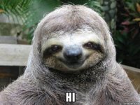  hi