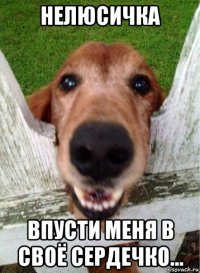 нелюсичка впусти меня в своё сердечко...