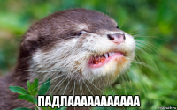  падлааааааааааа