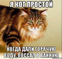 я кот простой когда дали горячую воду, поссал в ванную