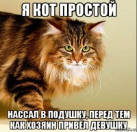 я кот простой нассал в подушку, перед тем как хозяин привёл девушку