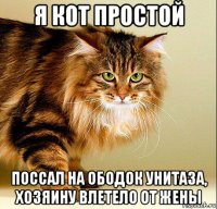 я кот простой поссал на ободок унитаза, хозяину влетело от жены