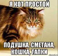 я кот простой подушка, сметана, кошка, тапки