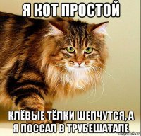я кот простой клёвые тёлки шепчутся, а я поссал в трубешатале