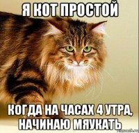 я кот простой когда на часах 4 утра, начинаю мяукать