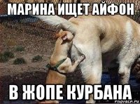 марина ищет айфон в жопе курбана