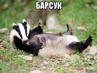 барсук 