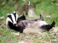 2 