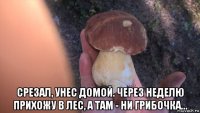  срезал, унес домой. через неделю прихожу в лес, а там - ни грибочка...