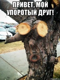 привет, мой упоротый друг! 
