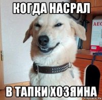 когда насрал в тапки хозяина