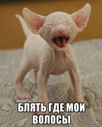  блять где мои волосы