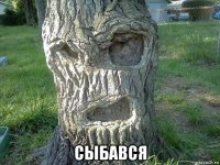  сыбався