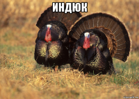 индюк 