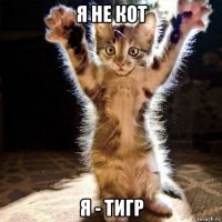 я не кот я - тигр