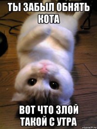 ты забыл обнять кота вот что злой такой с утра