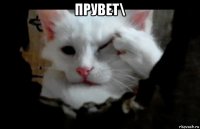 прувет\ 