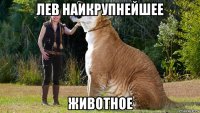 лев наикрупнейшее животное