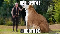 лев крутое животное