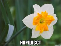  нарцисст
