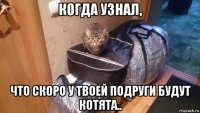 когда узнал, что скоро у твоей подруги будут котята..
