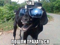 чип пошли трахаться