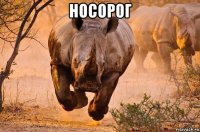 носорог 