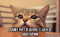  даже кот в шоке с цен в аватарии