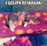 у цебурк печалька( 