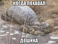 когда похавал дошика