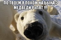 по твоем я похож на быка ? медведи рулят !!! 