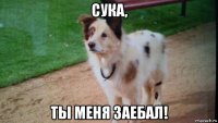 сука, ты меня заебал!