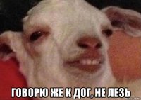  говорю же к дог, не лезь