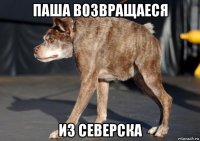 паша возвращаеся из северска