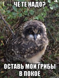 че те надо? оставь мои грибы в покое