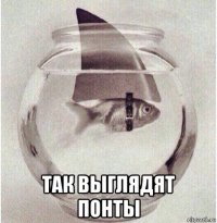  так выглядят понты