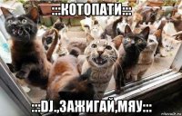 :::котопати::: :::dj.,зажигай,мяу:::