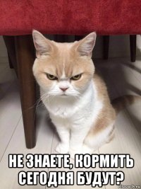  не знаете, кормить сегодня будут?