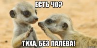 есть чо? тиха, без палева!