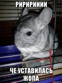 риририиии че уставилась жопа
